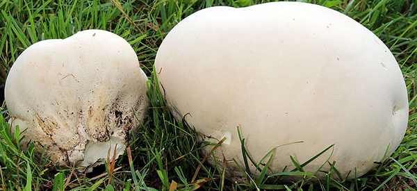 Calvatia gigantea