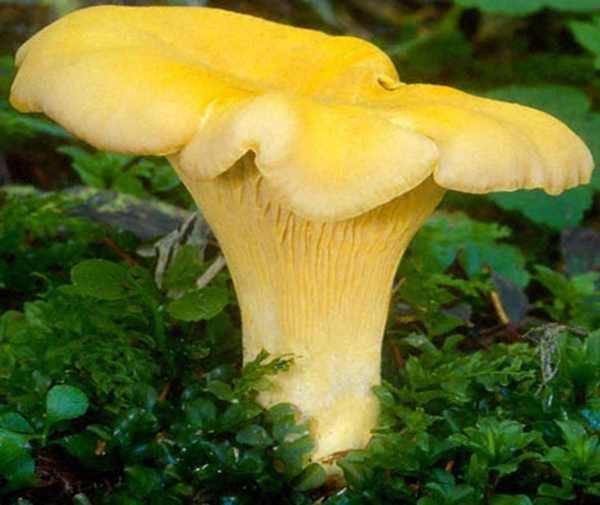 Cantharellus cibarius