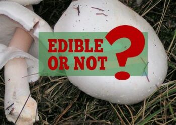 Edible and Poisonous Mushrooms That You Can Find in The ForestFINAL