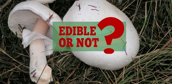 Edible and Poisonous Mushrooms That You Can Find in The ForestFINAL