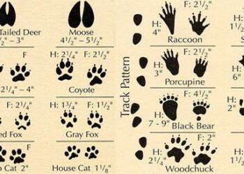 Identifying Animal Tracks