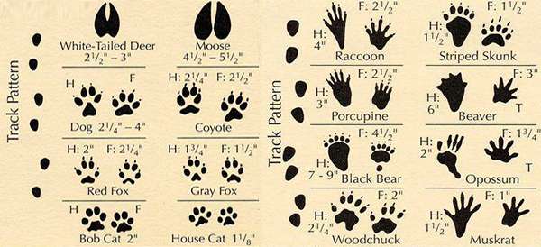 Identifying Animal Tracks