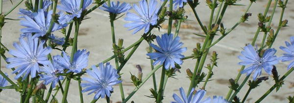 Chicory