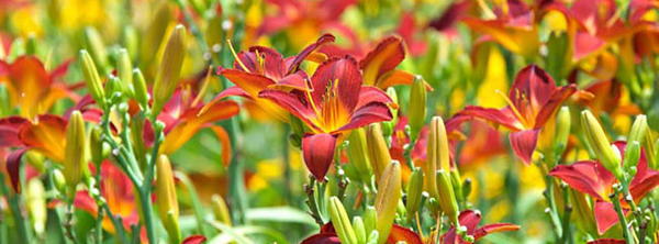 Daylilies