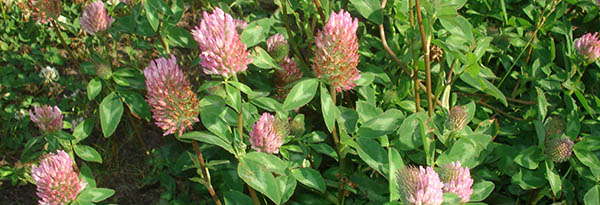 Red Clover