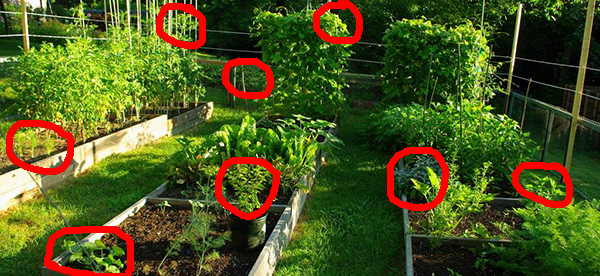 Top 10 foods to grow for survival