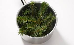 Pine Sirup