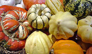 Squashes-survival-food