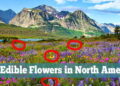 edible flowers