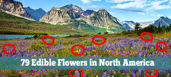 79 Edible Flowers in North America (with Pictures)