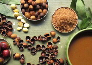 Acorns As Survival Food