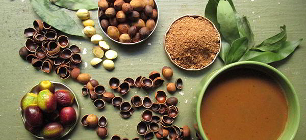 Acorns As Survival Food