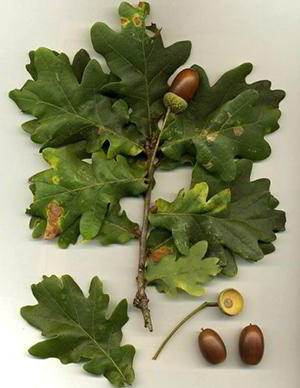 Acorns