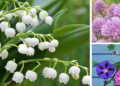 Beautiful plants that are killing your garden