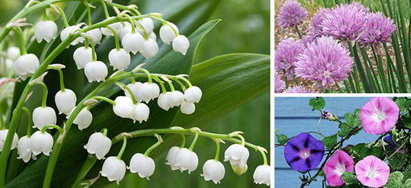 Beautiful plants that are killing your garden