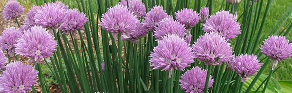 Chives