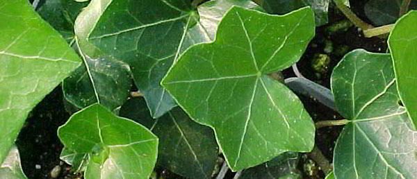 English Ivy