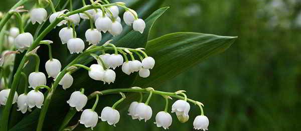 Lily-Of-The-Valley