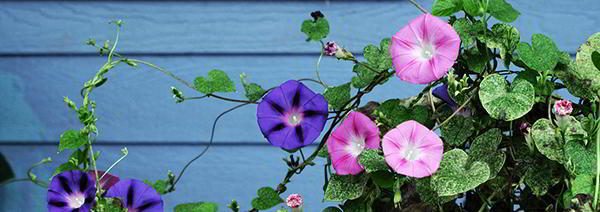 Morning Glories