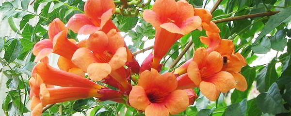 Trumpet Vine