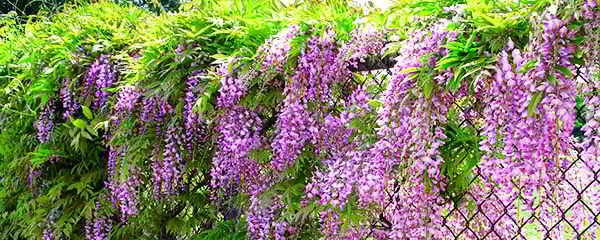 Wisteria