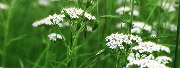 fieldOfYarrow