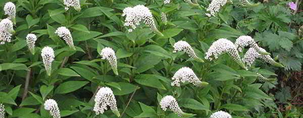 gooseneck loosestrife