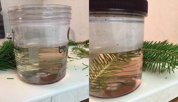 how to make pine syrup step 4