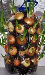 my onions California drought