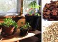 Plants