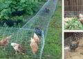 Chicken Tunnel