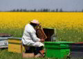 How to Start a Beehive