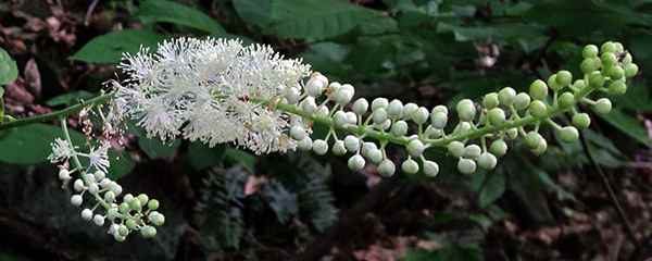 black-cohosh-benefits