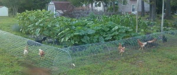 garden chicken tunnel