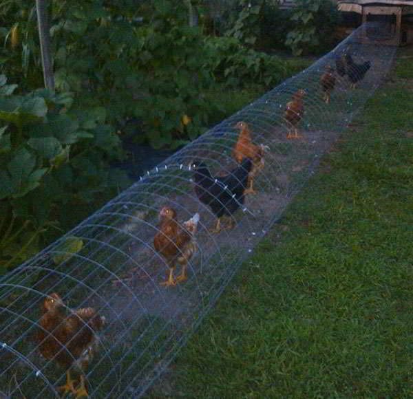 happy chickens tunnel