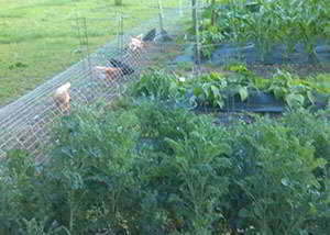 happy workers chicken tunnel