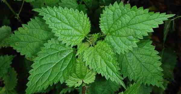 nettle