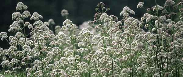 valerian