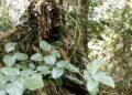 1-camouflage-1