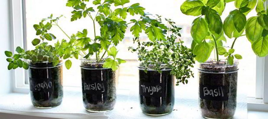 How I Grow My Herbs Indoors Ask A Prepper How I Grow My Herbs Indoors