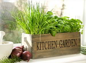 kitchen-garden