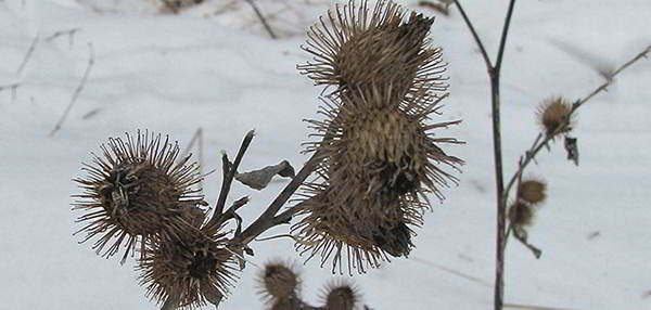 burdock-in-winter