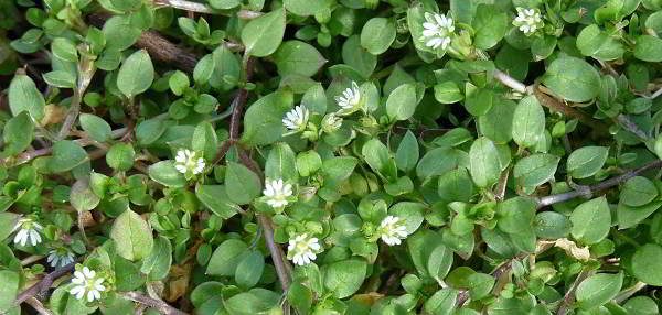 chickweed-winter-edibles