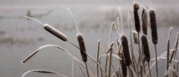 cattail-winter-edibles