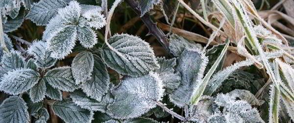 nettles-winter-edibles