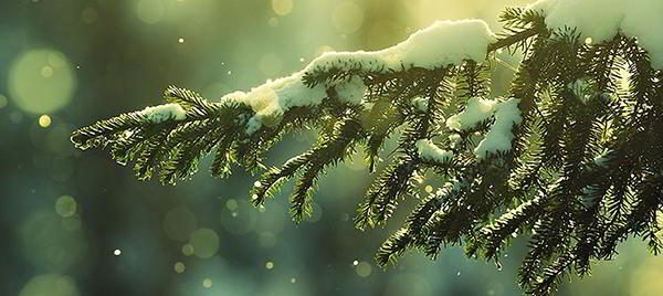pine-trees-winter