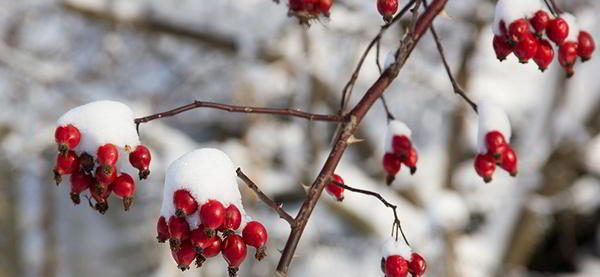 rose-hips-winter-edibles