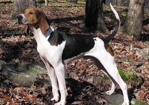 AMERICAN FOXHOUND