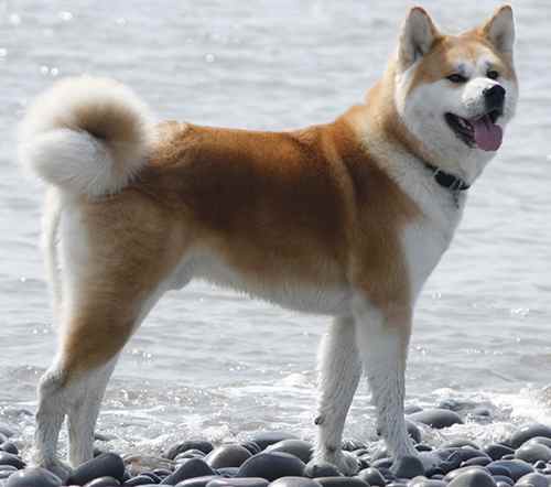 Akita-Inu
