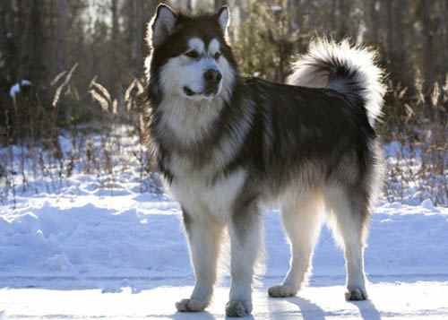 Alaskan Malamute
